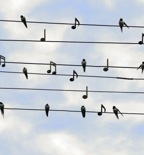 birds, swifts, singing